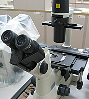 세포배양 현미경